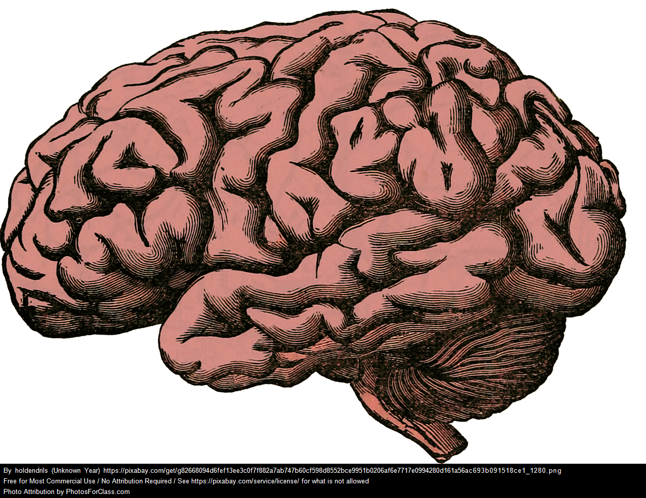 Image showing the folded structure of the brain