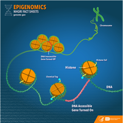 Graphic depicting how DNA is wrapped around histone proteins, which clump together to make it inaccessible for transcription