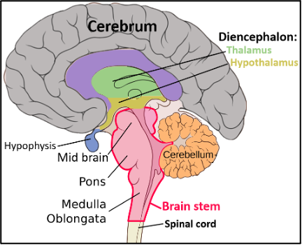 Image depicting the basic anatomy of the brain, including cerebrum, mid brain, pons, meulla oblongata, and cerebellum