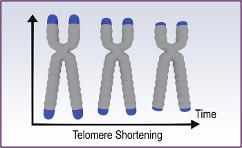 Graphic showing that telomeres shorten over time