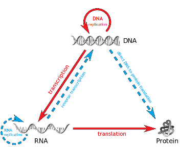 Graphic depicting the central dogma of biology: genes are transcribed into RNA, which is translated into proteins