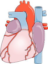 Cartoon drawing of anatomical human heart