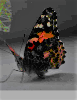 Close up image of a "Vanessa Cardui" Butterfly, otherwise known as a painted lady.